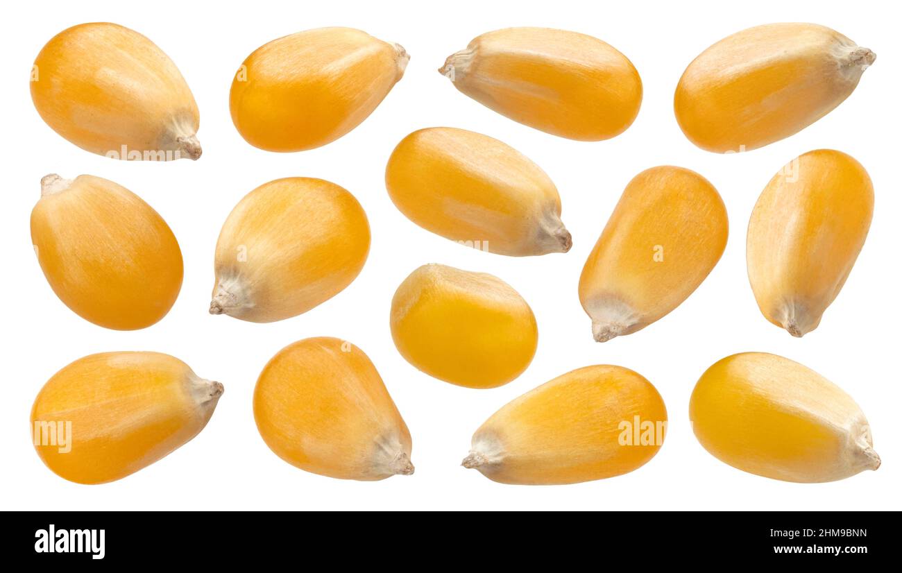 Rohe Maiskörner isoliert auf weißem Hintergrund Stockfoto