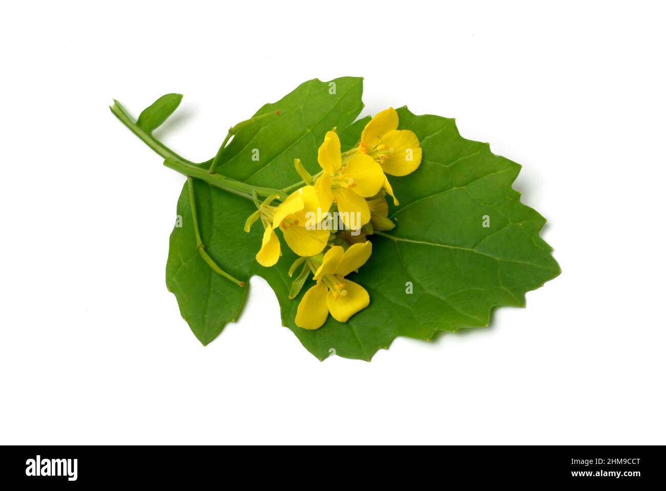 Schwarze Senf, Brassica nigra, Senf-Kohl[, Pflanzenart aus der Gattung Brassica in der Familie der Kreuzblütengewächse, kultiviert und als Heil- sowie Stockfoto