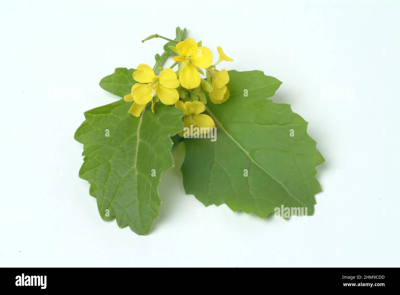 Schwarze Senf, Brassica nigra, Senf-Kohl[, Pflanzenart aus der Gattung Brassica in der Familie der Kreuzblütengewächse, kultiviert und als Heil- sowie Stockfoto