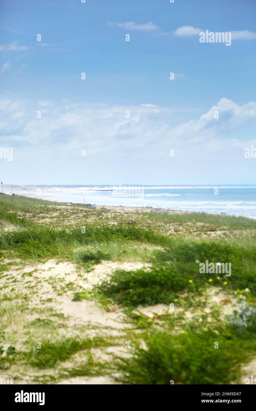 Landschaft der französischen Atlantikküste. Grünes Gras auf einem sandigen Hügel in der Nähe des Strandes am Ufer der Biskaya. Silberküste von Frankreich Stockfoto