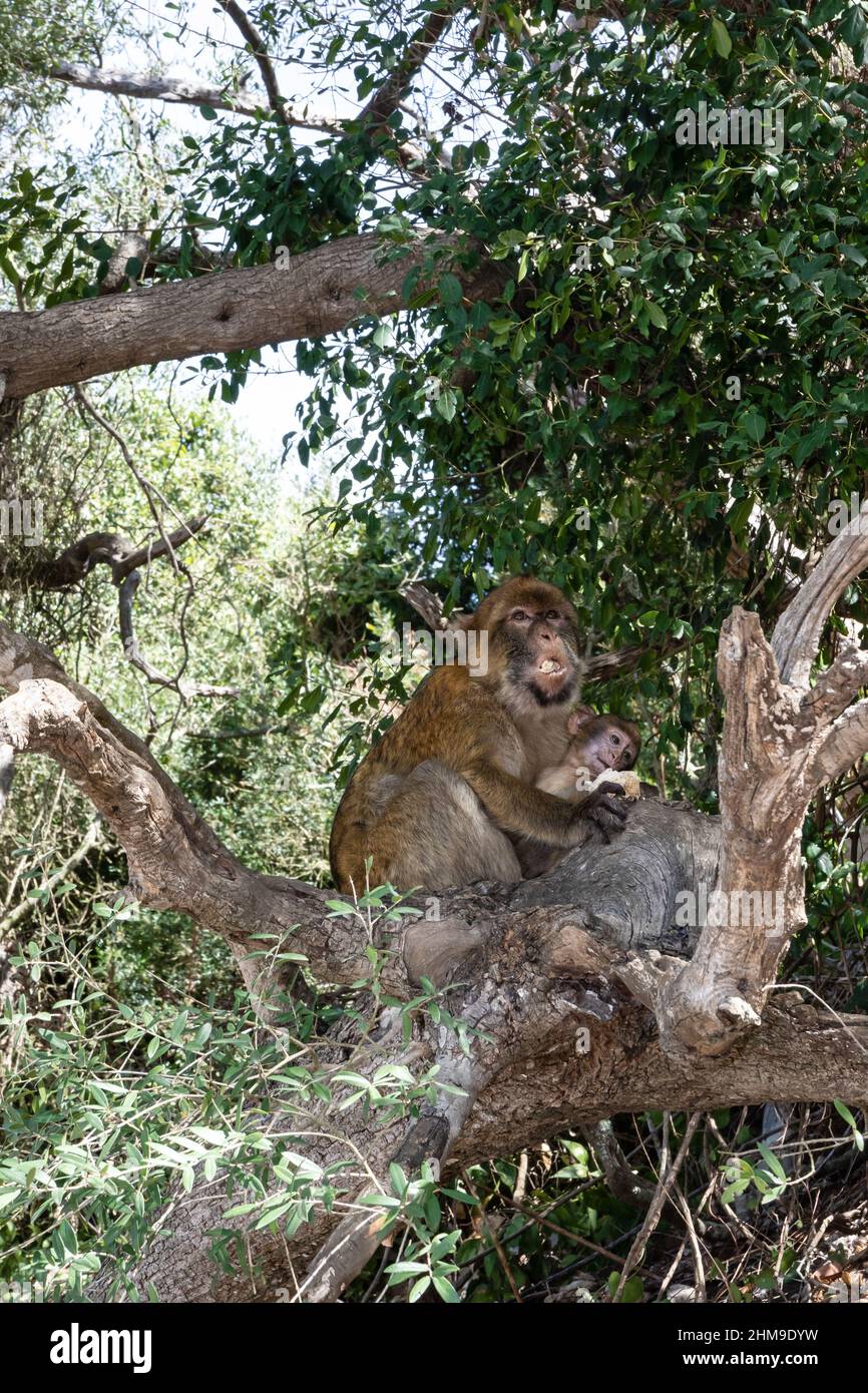 Barbary Macaque mit seinem Jungen, der ein gestohlenes Sandwich in einem Baum isst. Selektiver Fokus auf die Tiere Stockfoto
