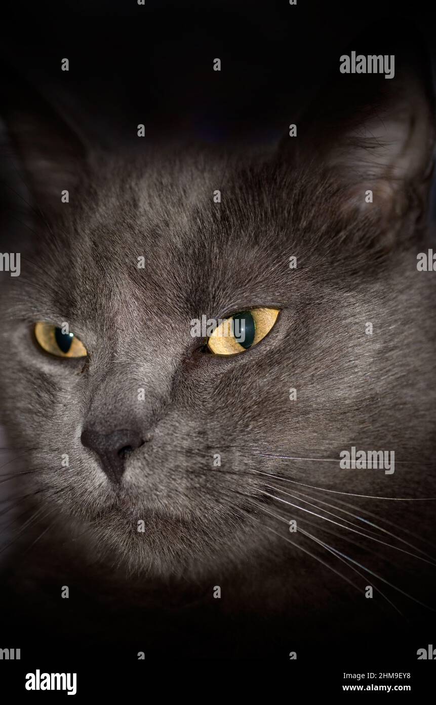 Porträt einer schönen dunkelgrauen Katze mit gelben Augen vertikal Stockfoto