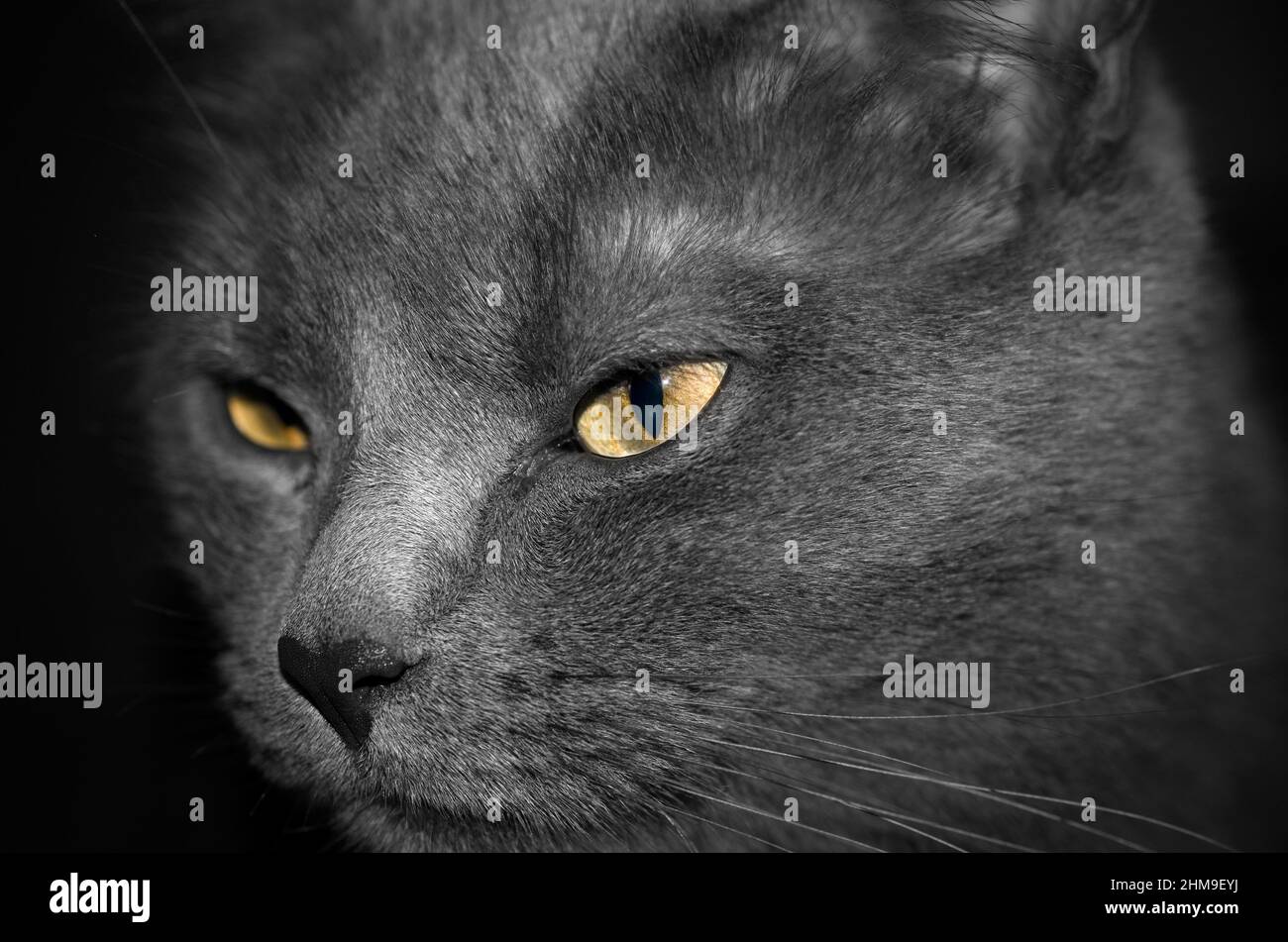 Porträt einer schönen dunkelgrauen Katze in monochromer Horizontalfarbe Stockfoto