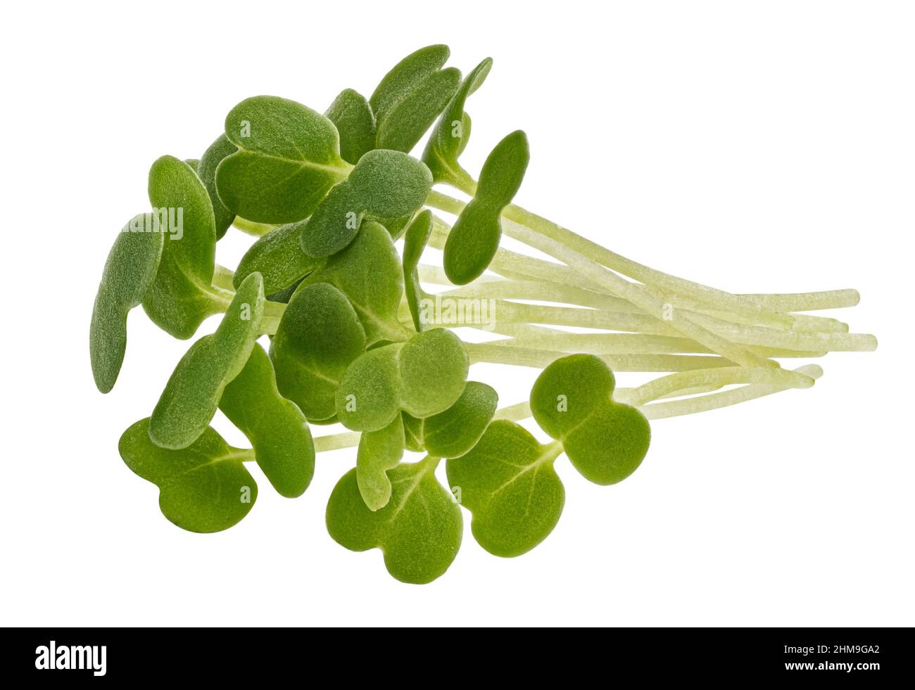 Mikrogrüne Blätter, Rucola-Sprossen isoliert auf weißem Hintergrund, Makro Stockfoto