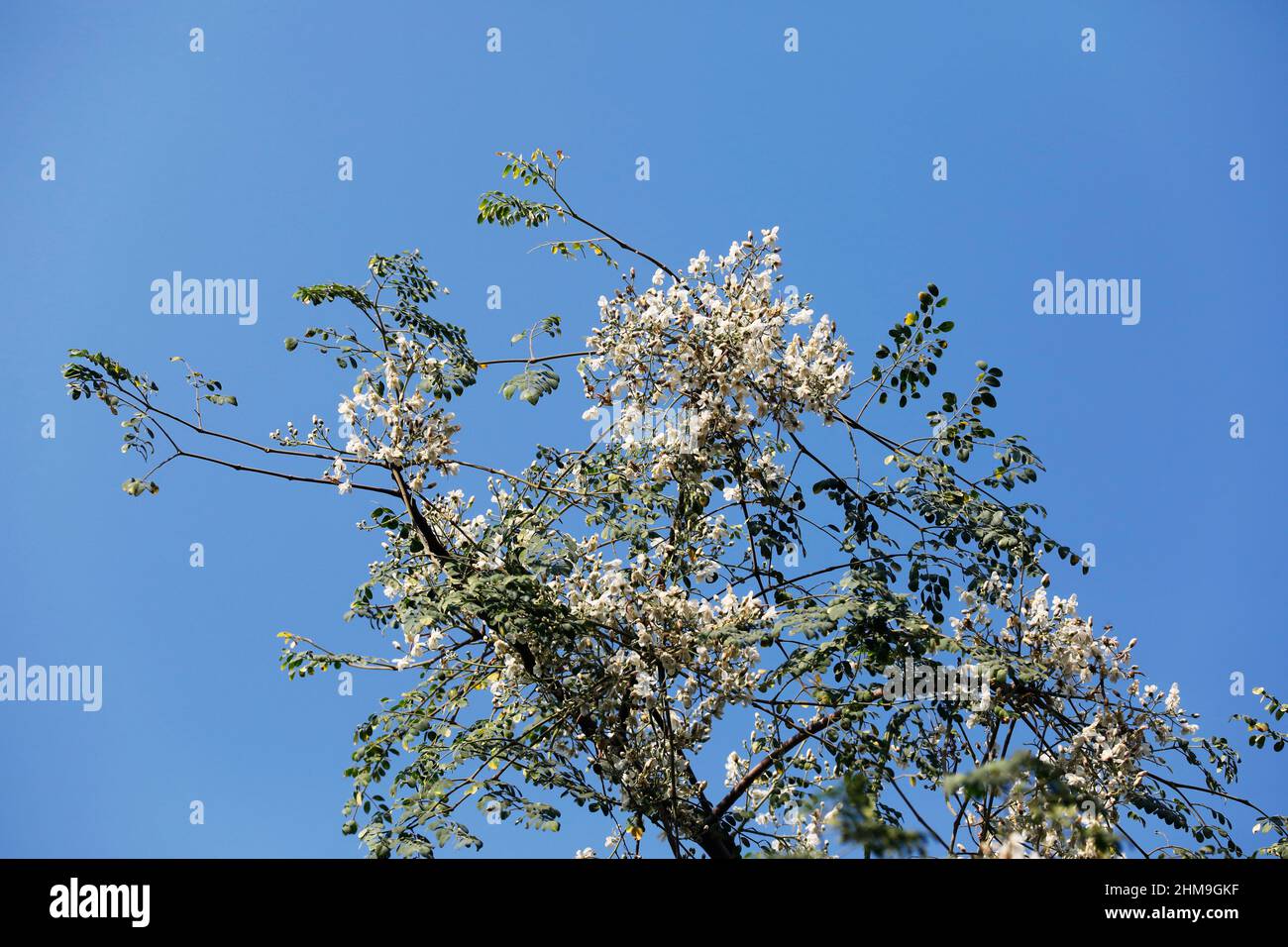 Dhaka, Bangladesch - 07. Februar 2022: 'Drumstick Tree' ist ein Baum der Gattung Moringa aus der Familie der Moringaceae. Die Blätter des Drumstick-Baumes sind Stockfoto