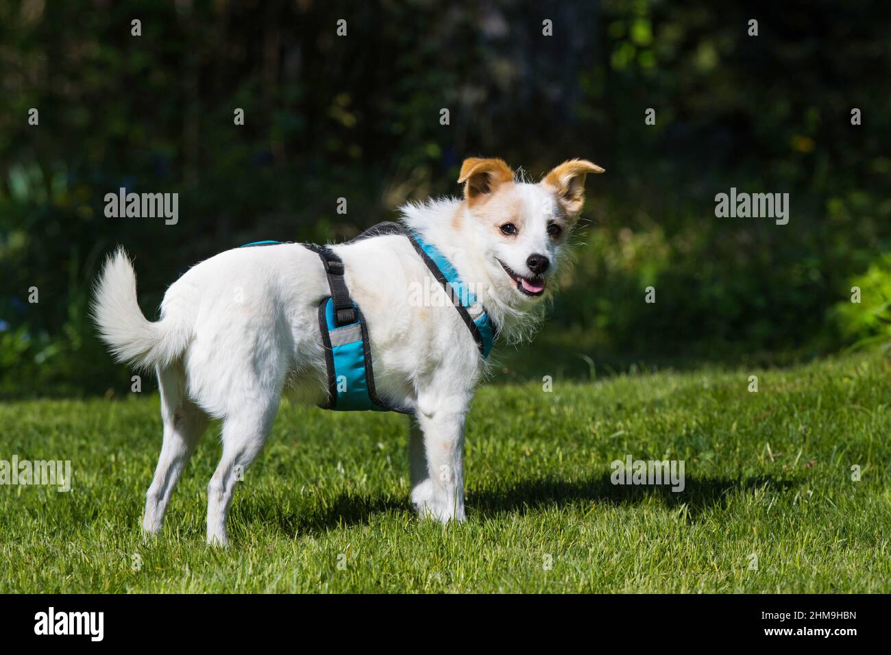 Netter Terrier Hund auf einer Wiese Stockfoto