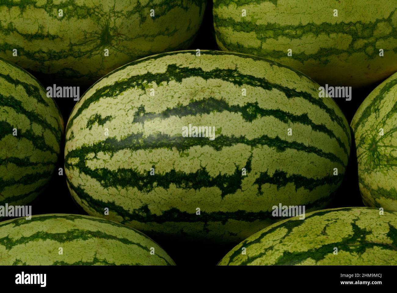 Indien - Wassermelone oder Citrullus lanatus ist eine köstliche und erfrischende Frucht, die auch gut für die Gesundheit süß, saftig Wassermelone ist Stockfoto