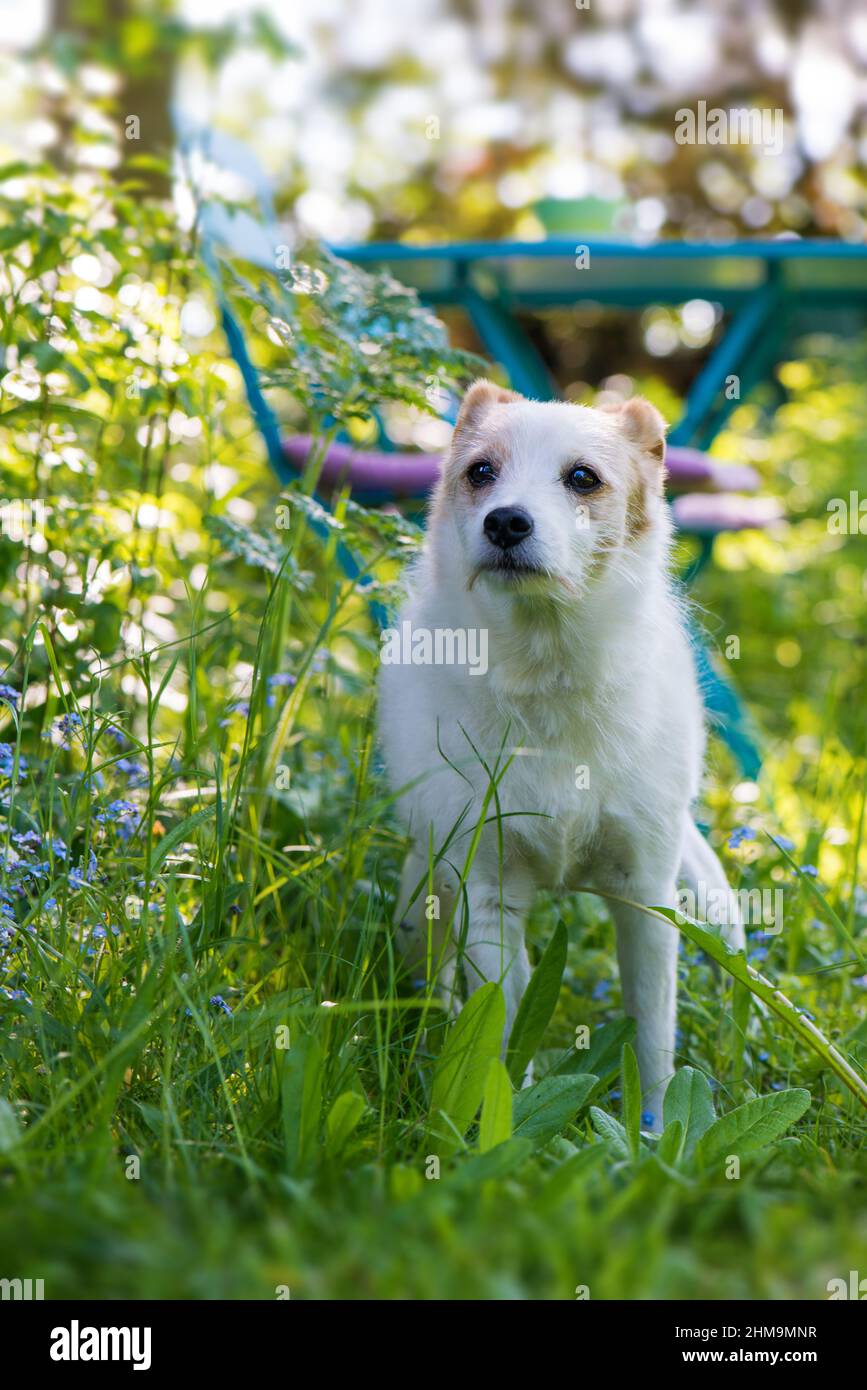 Jack russell terrier mischling -Fotos und -Bildmaterial in hoher Auflösung  – Alamy