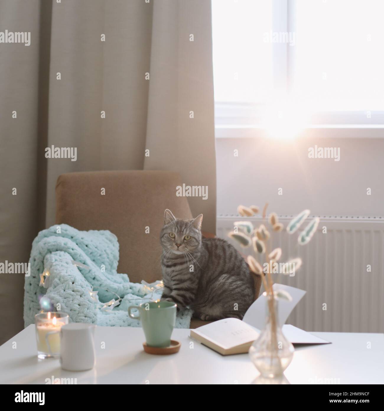 Niedliche Katze in einem gemütlichen Zuhause Interieur, Hygge-Konzept. Stockfoto