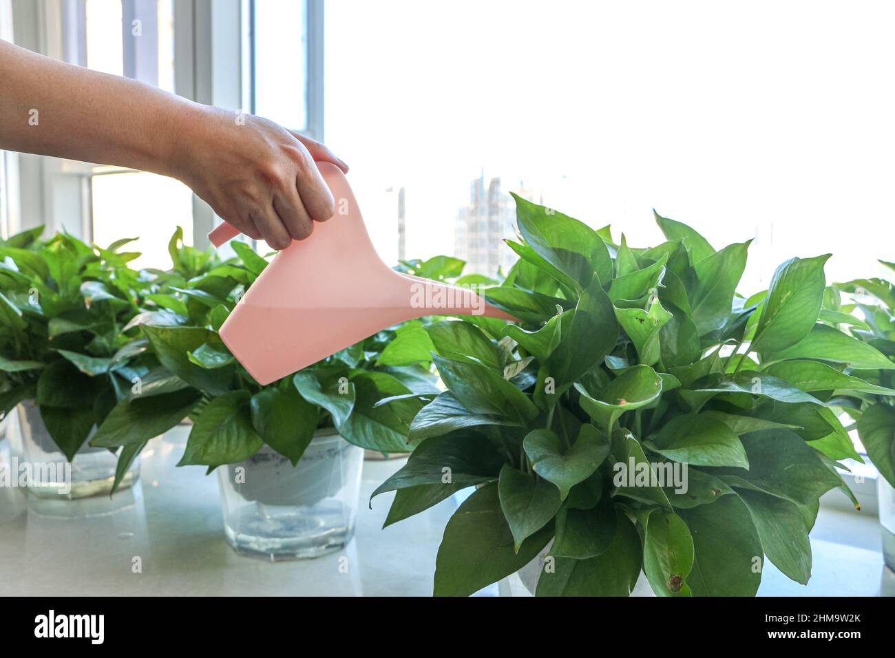 Eine Hand mit rosa Gießkannenzum Bewässern von grünen Pflanzen durch Fenster und Sonnenlicht im Frühjahr Stockfoto