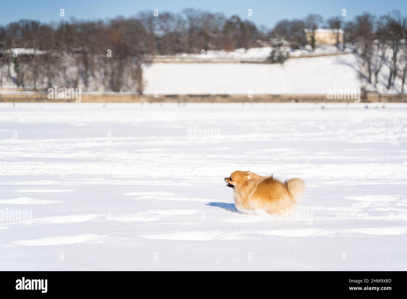 Junger flauschiger, sauberer pommerscher Spitz-Hund läuft schnell auf weißem Schnee auf dem Feld Stockfoto