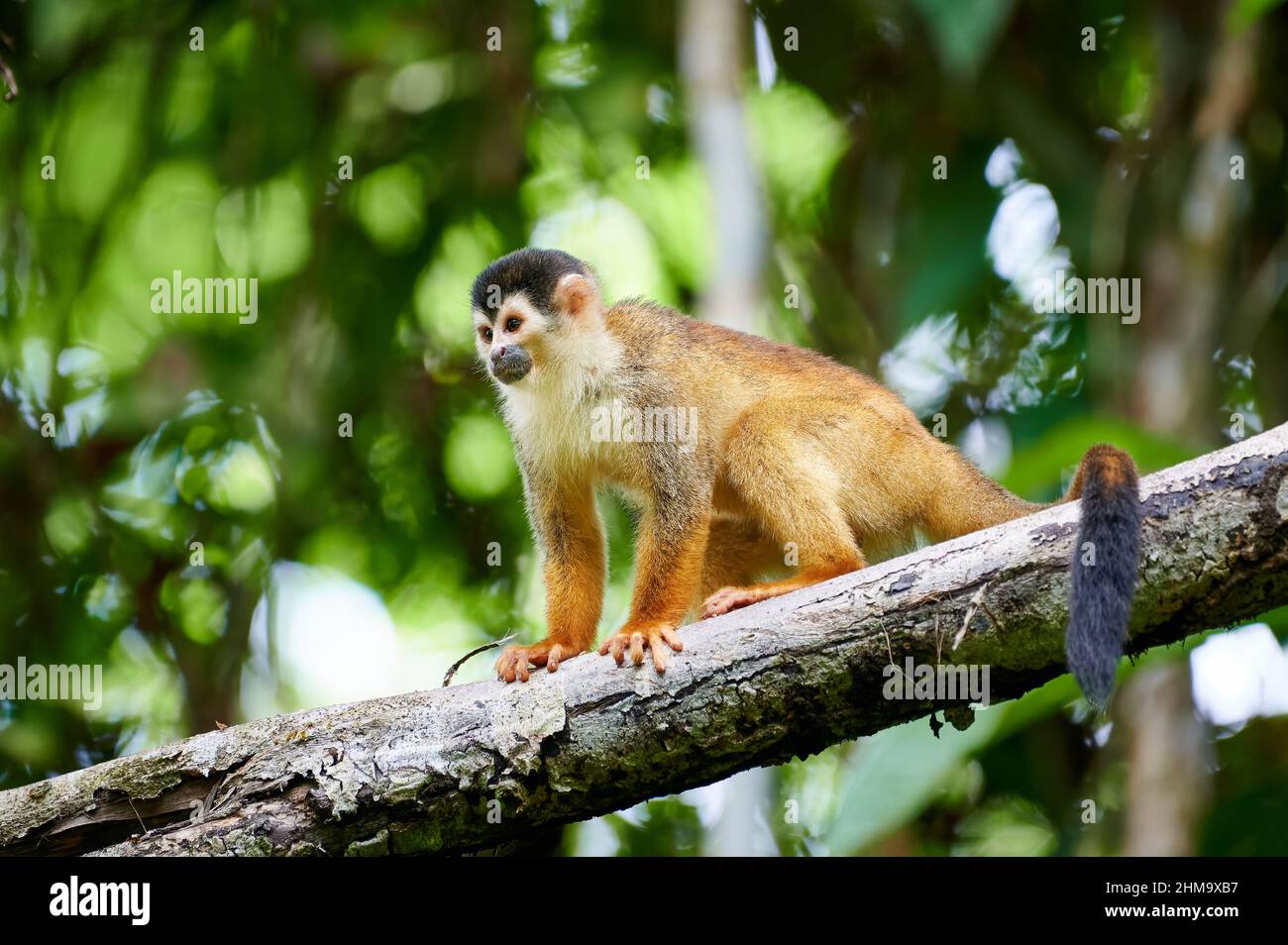 Zentralamerikanischer Eichhörnchen-Affe oder rotrückiger Eichhörnchen-Affe (Saimiri oerstedii), Corcovado-Nationalpark, Osa-Halbinsel, Costa Rica Stockfoto
