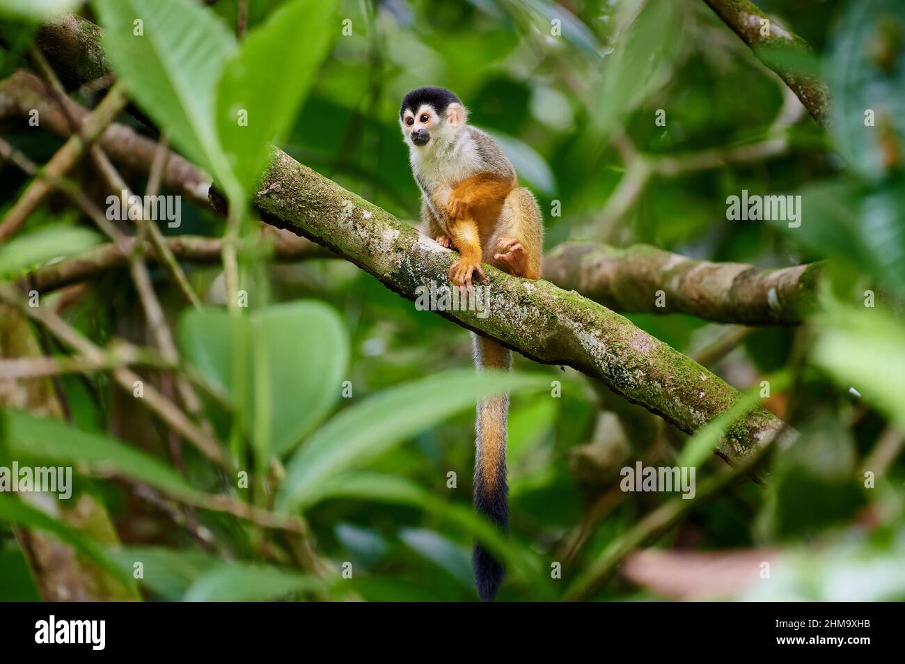 Zentralamerikanischer Eichhörnchen-Affe oder rotrückiger Eichhörnchen-Affe (Saimiri oerstedii), Corcovado-Nationalpark, Osa-Halbinsel, Costa Rica Stockfoto
