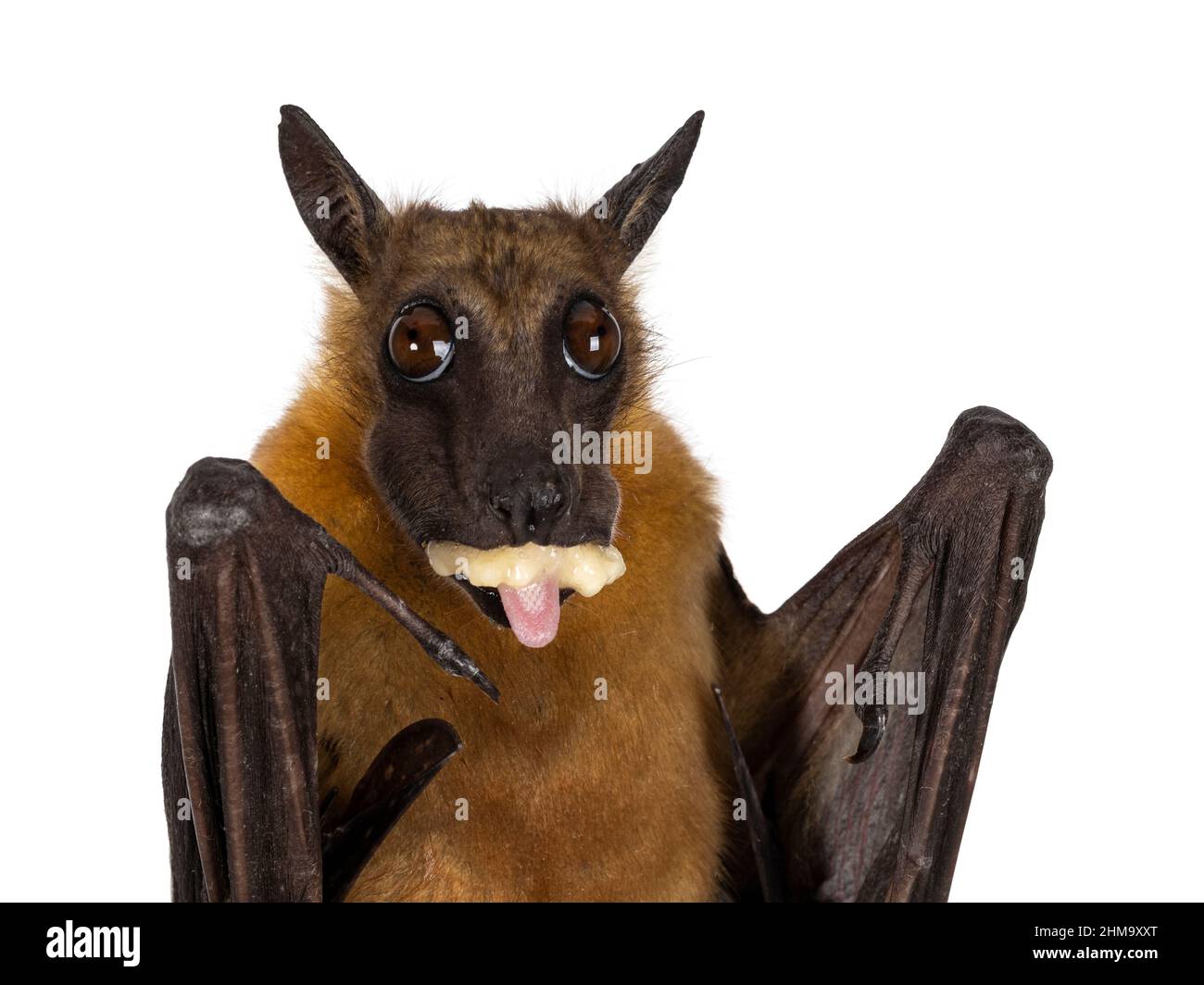 Haed Schuss von jungen erwachsenen fliegenden Fuchs, Fruchtfledermaus alias Megabat von chiroptera, Essen Banane und aufragende Zunge. Blick auf die Kamera. Isoliert auf w Stockfoto