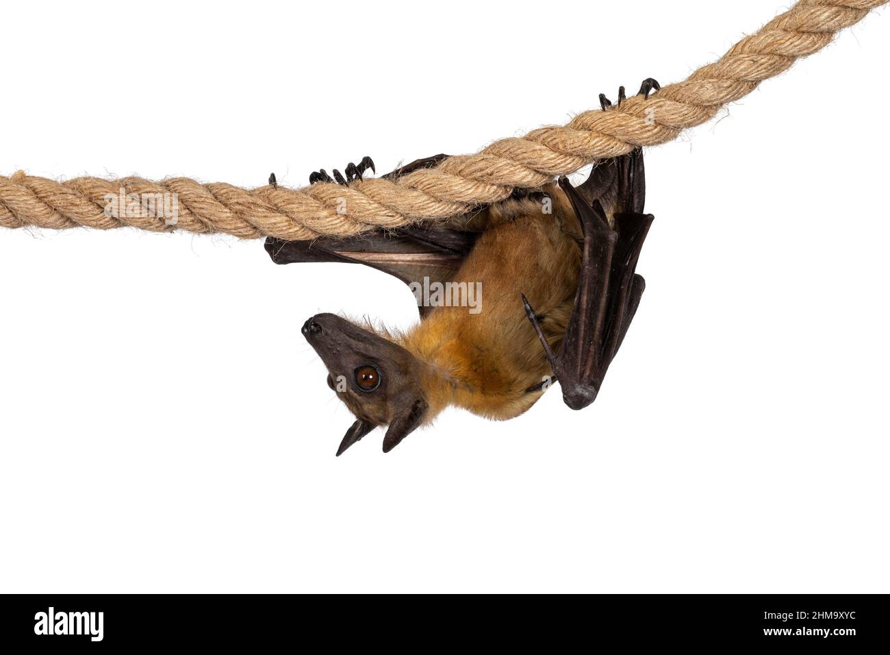 Junger erwachsener Flughund, Fruchtfledermaus alias Megabat von chiroptera, bewegt sich über Sisalseil. Blick direkt auf die Kamera. Isoliert auf weißem Hintergrund. Stockfoto