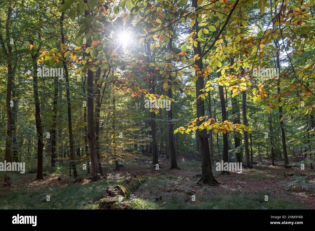 Deutscher Laubwald im Spätsommer Stockfoto