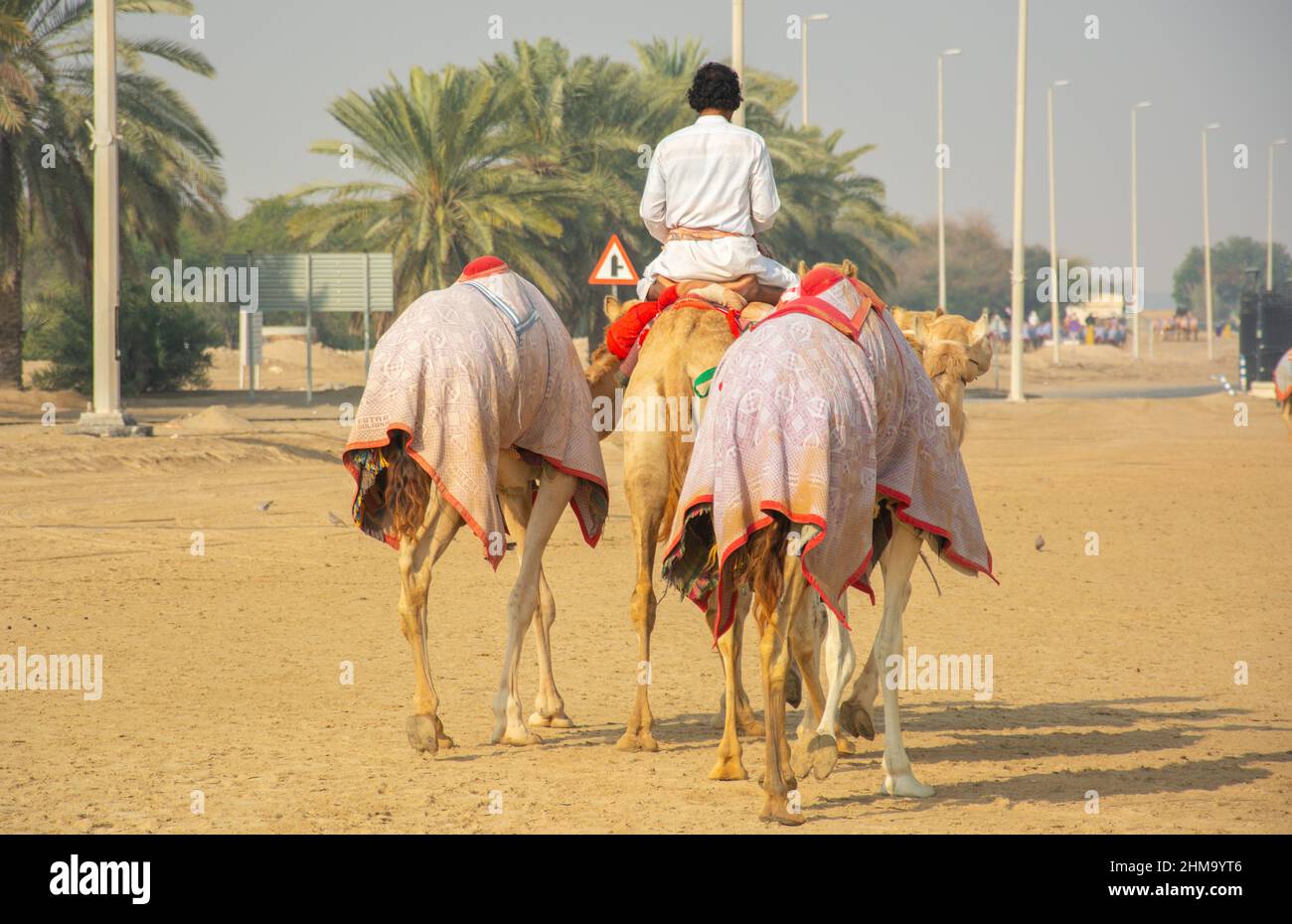 Camel Jockey beim Training für das Kamelrennen in den Vereinigten Arabischen Emiraten Stockfoto