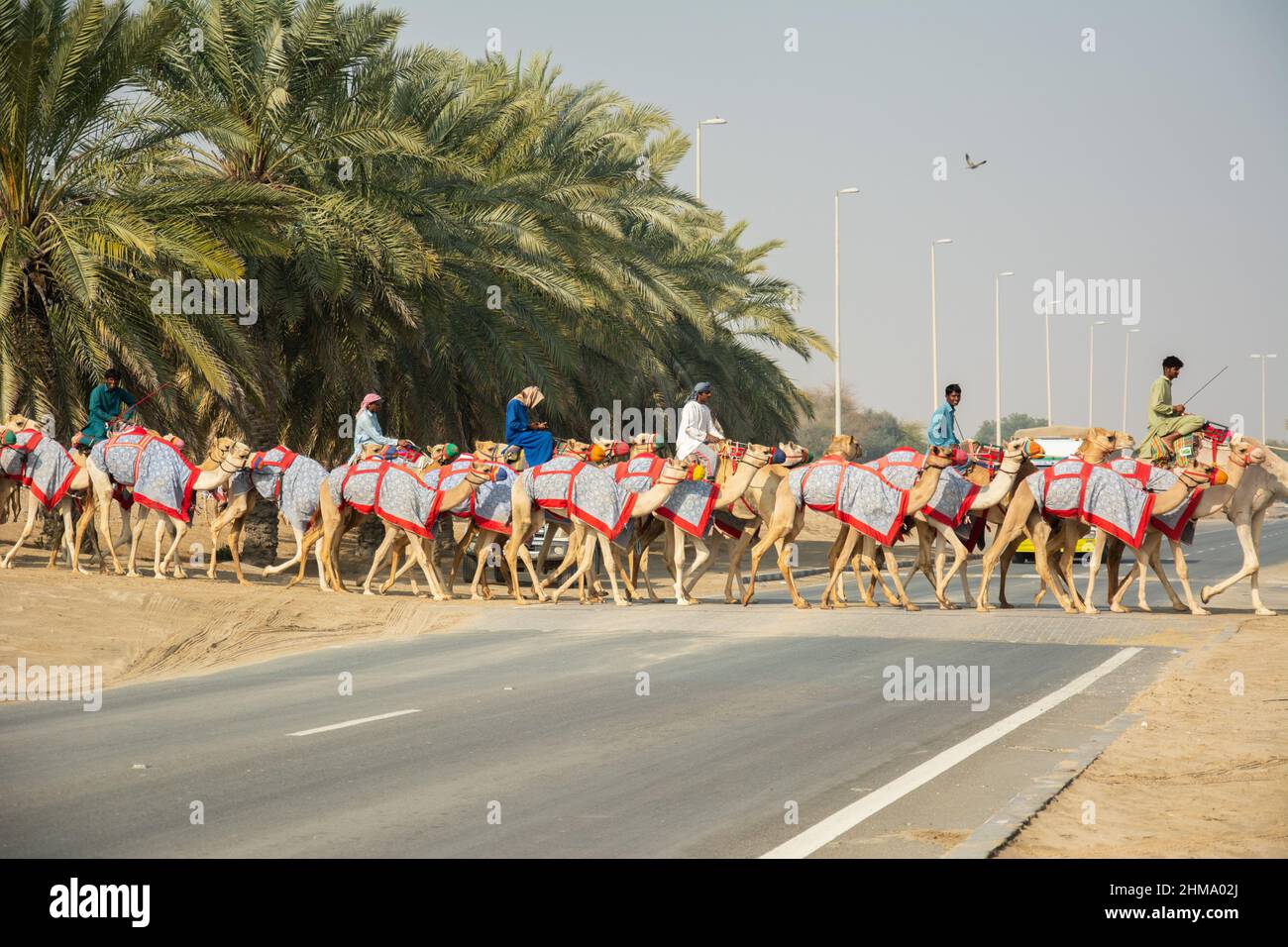 Afghanische und pakistanische Kameljokeys beim Training für das Kamelrennen in Al Wathbah, Abu Dhabi Stockfoto