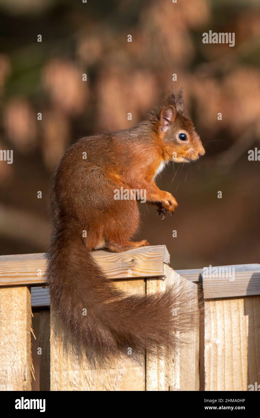 Ein Waldbesucher auf der Suche und bereit zu bewegen, Penrith, Cumbria Stockfoto