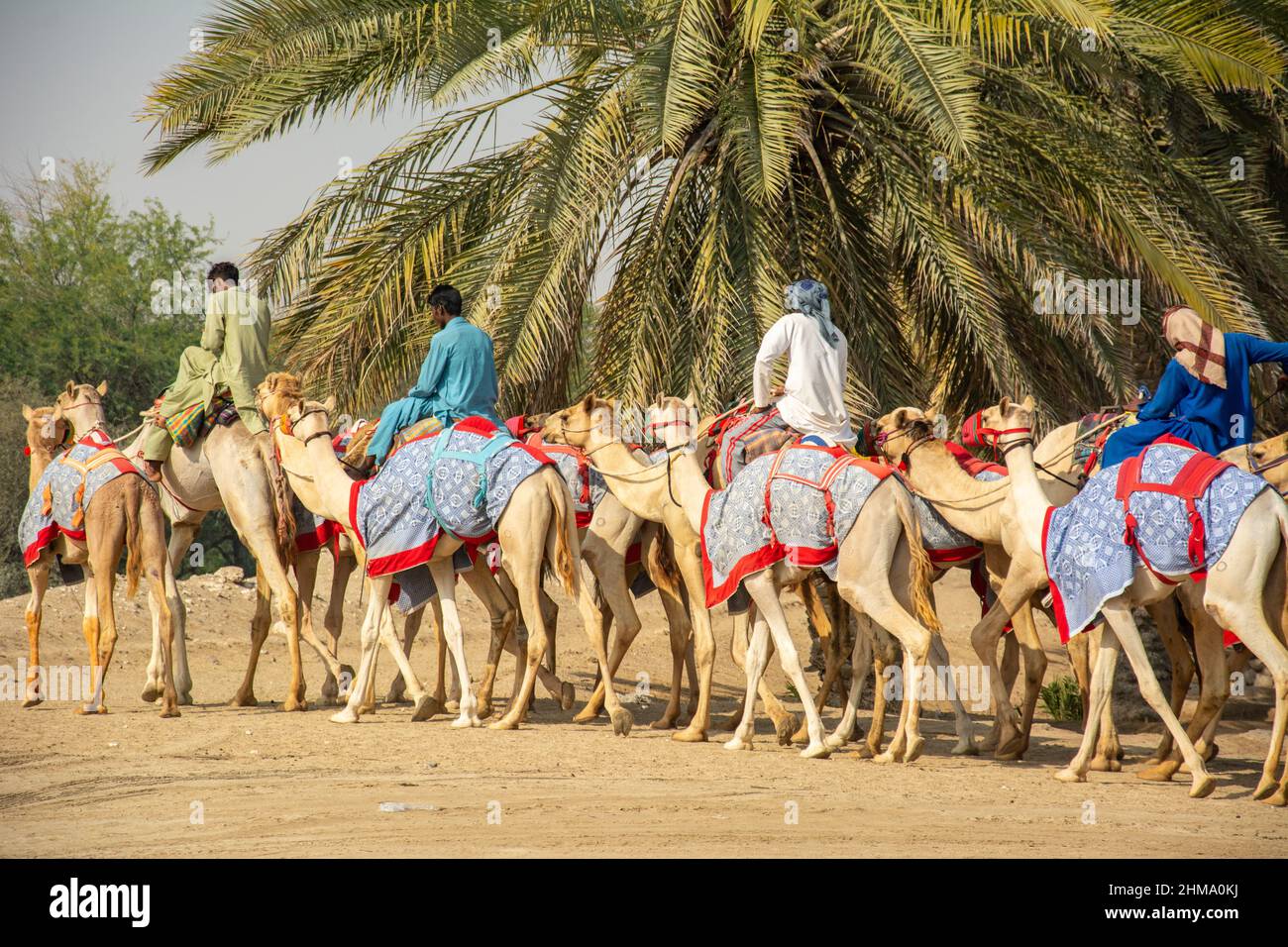 Afghanische und pakistanische Kameljokeys beim Training für das Kamelrennen in den Vereinigten Arabischen Emiraten Stockfoto