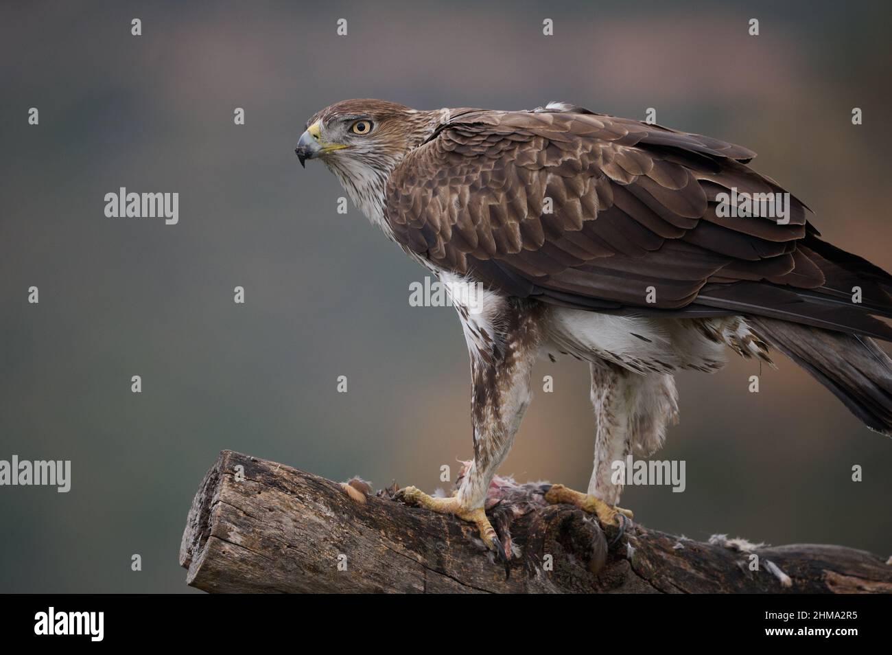 Wilder Aquila fasciata mit braunem Gefieder, der auf einem Holzstamm auf unscharfem Hintergrund in einem natürlichen Lebensraum sitzt Stockfoto