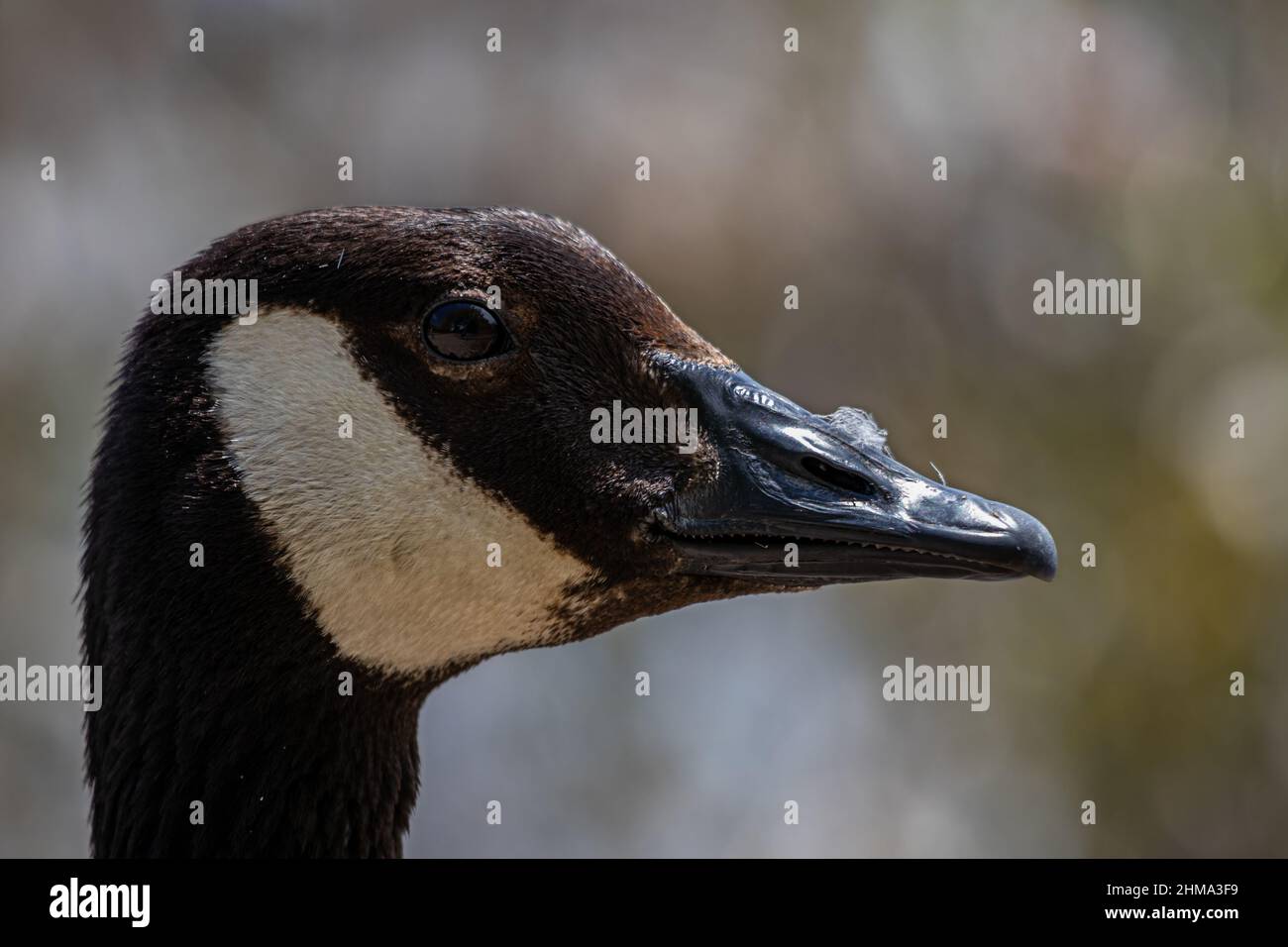 Nahaufnahme eines Kanadischen Gänsekopfes. Brauner Hintergrund Stockfoto