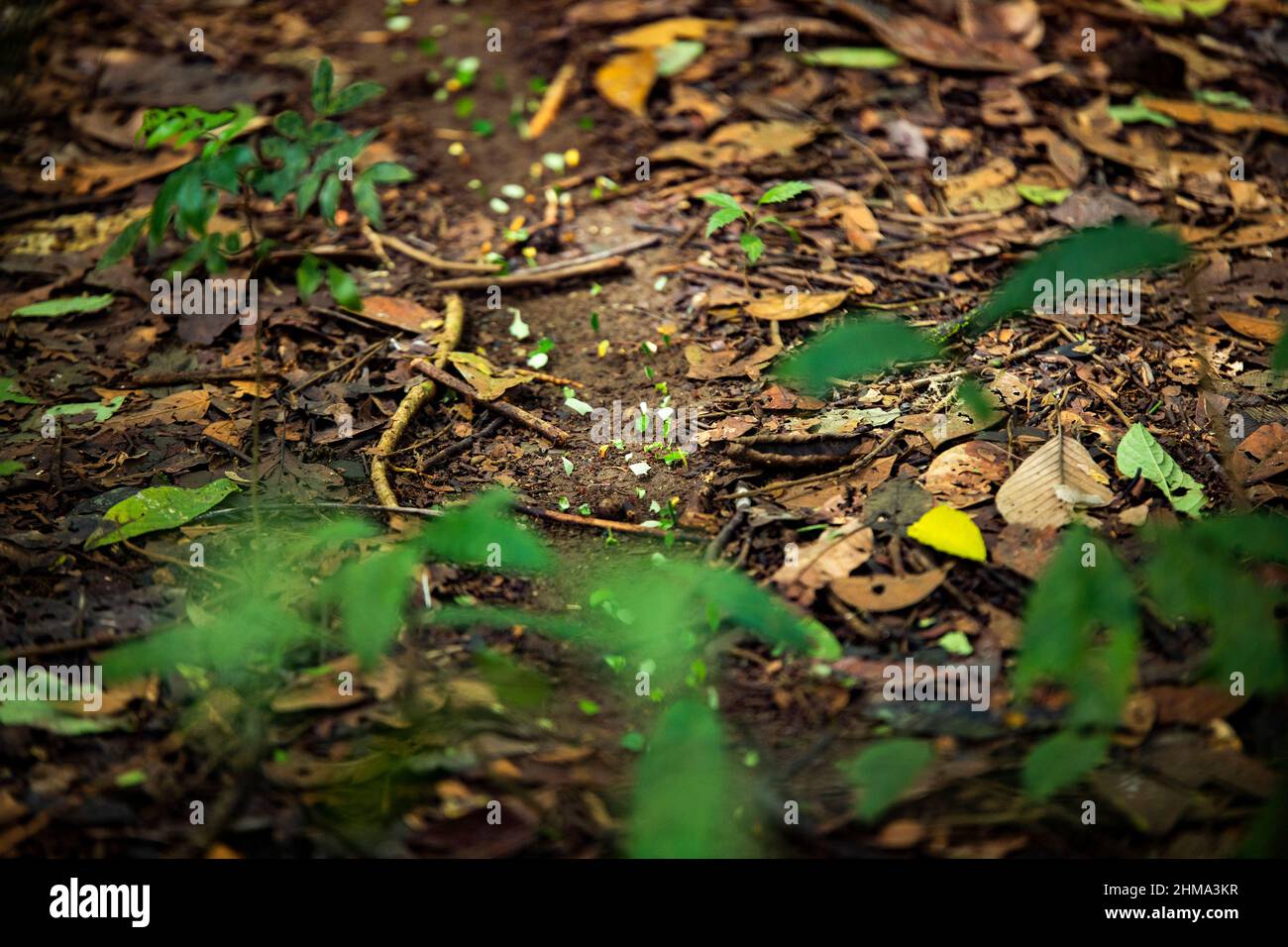 Von oben selektiver Fokus der verwelkten Blätter mit grünen Pflanzen auf dem Boden in Wald Stockfoto