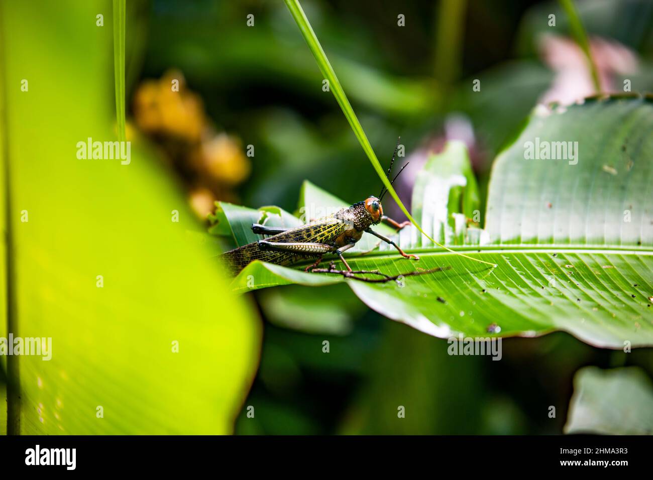 Wilde Heuschrecke mit kurzen Antennen, die am Sommertag auf grünen Blättern im tropischen Wald mit Bäumen auf unscharfem Hintergrund sitzt Stockfoto