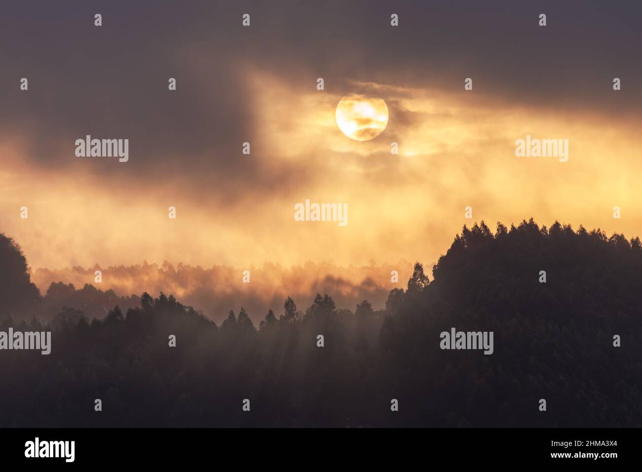 Helle Sonne, die am Himmel über dichtem Nadelwald mit Bäumen in wilder Natur bei nebligen Wetter zur Abendzeit scheint Stockfoto