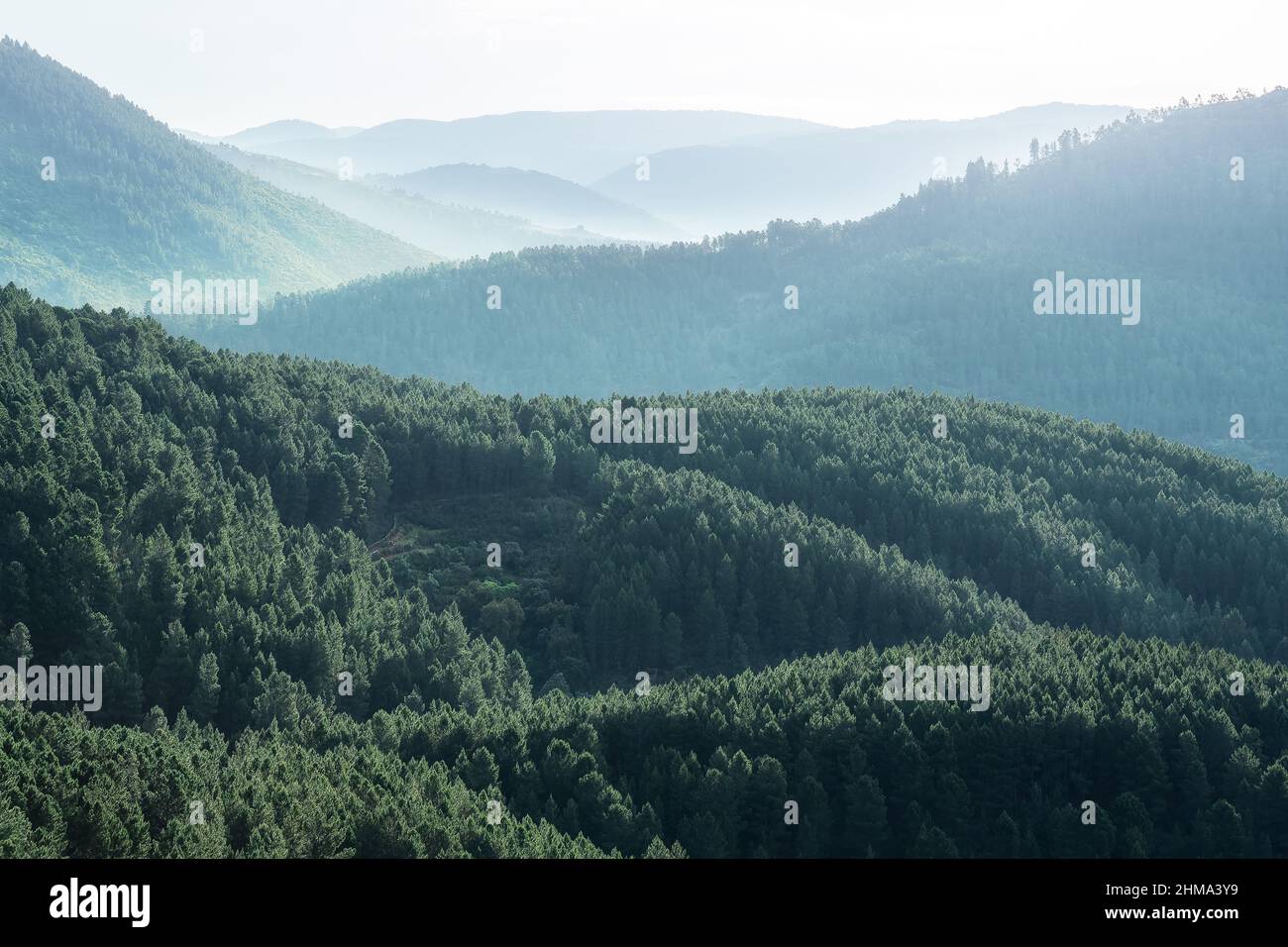Üppig grüne Bäume wachsen in wilden dichten Nadelwäldern in bergigen Gebieten am Sommertag in der Natur gegen wolkenlosen Himmel Stockfoto