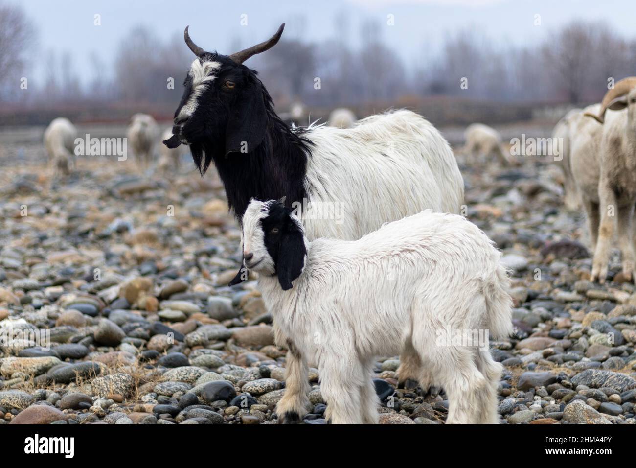 Ziege mit jungen Lamm mit selektivem Fokus und unscharfen Hintergrund Stockfoto