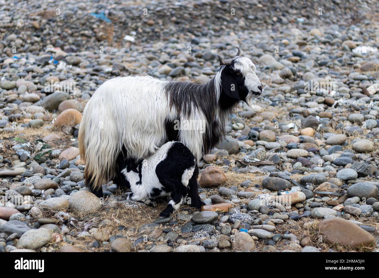 Junge Ziege schleckt an den Zitzen der Mutter, um Milch zu säugen Stockfoto