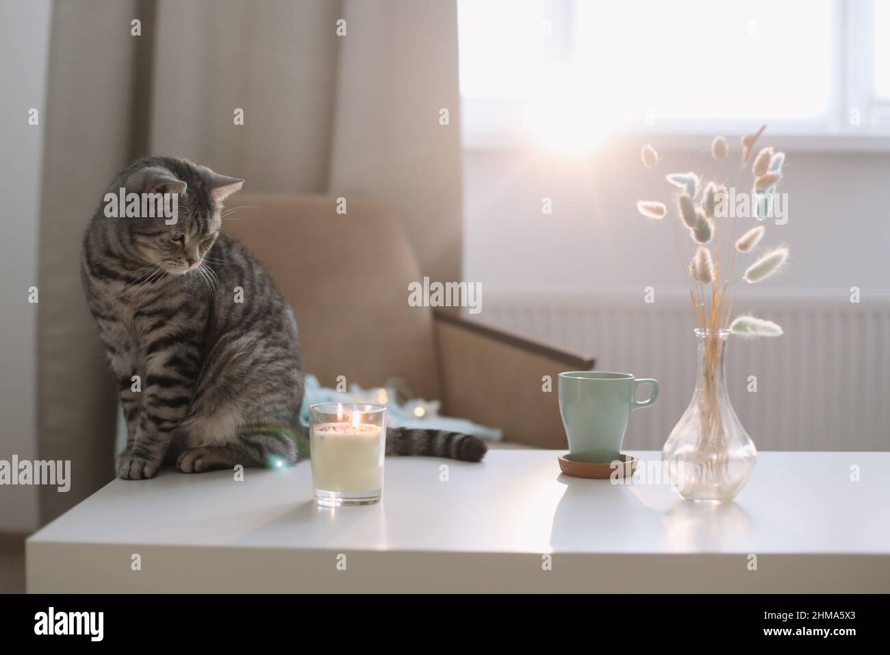Niedliche Katze in einem gemütlichen Zuhause Interieur, Hygge-Konzept. Stockfoto