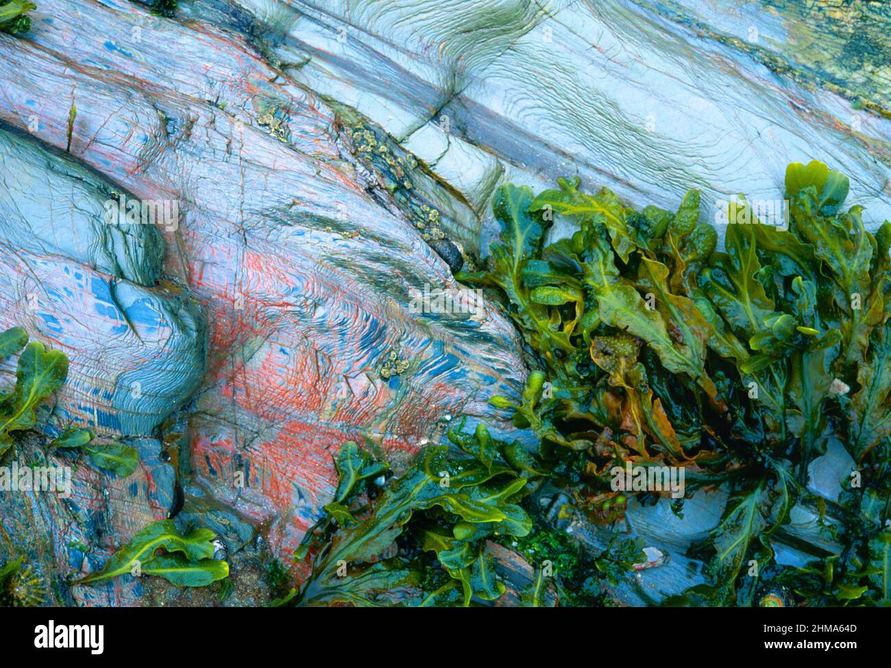 Seetang, über gefärbten Felsen, Stockfoto
