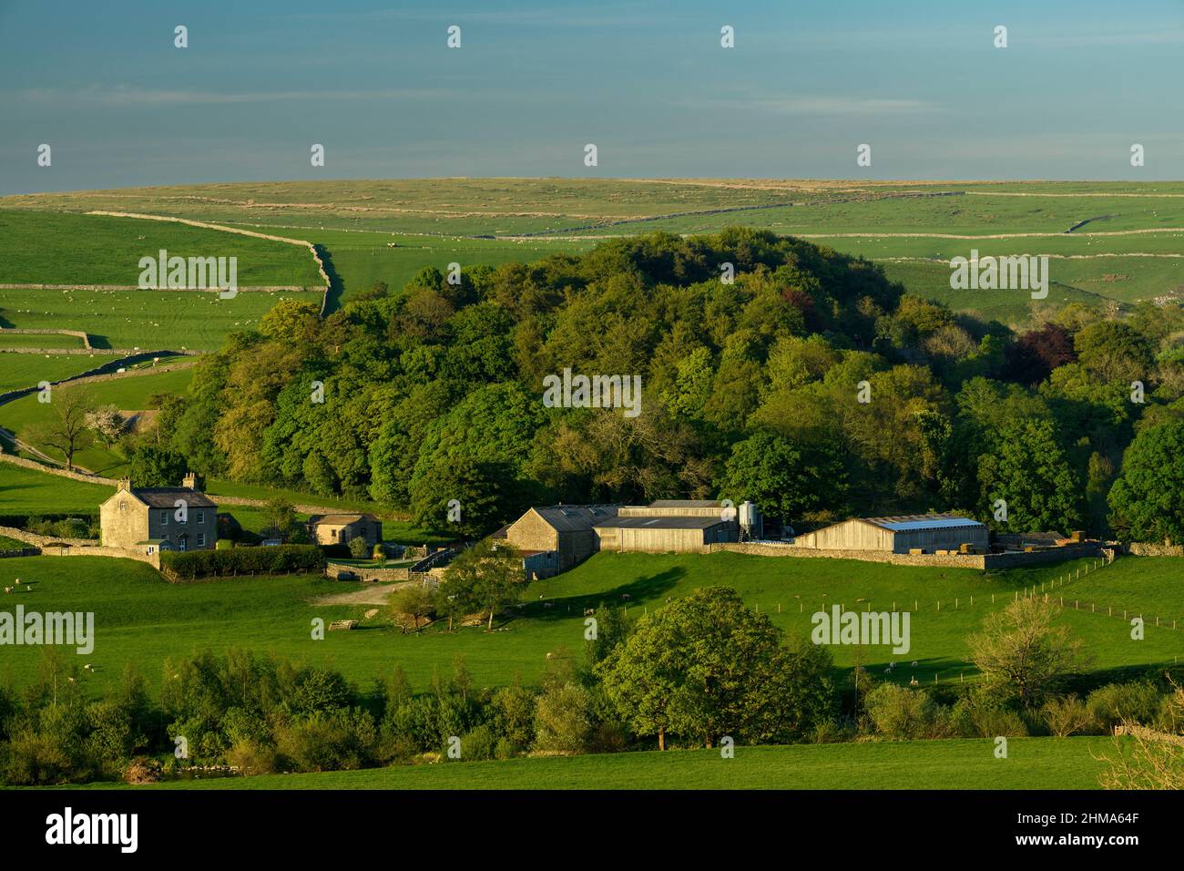 Altes Bauernhaus & Nebengebäude in der malerischen Landschaft von Yorkshire Dales (sanfte Hügel, Schafe auf Feldern, Trockenmauern) - Burnsall, England. Stockfoto