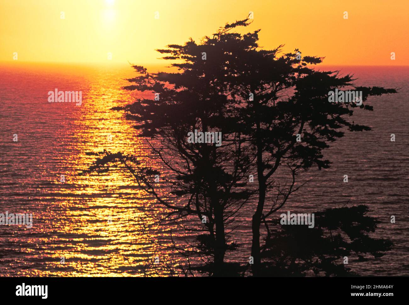 Sonnenuntergang an der Küste, mit Kiefern, Stockfoto