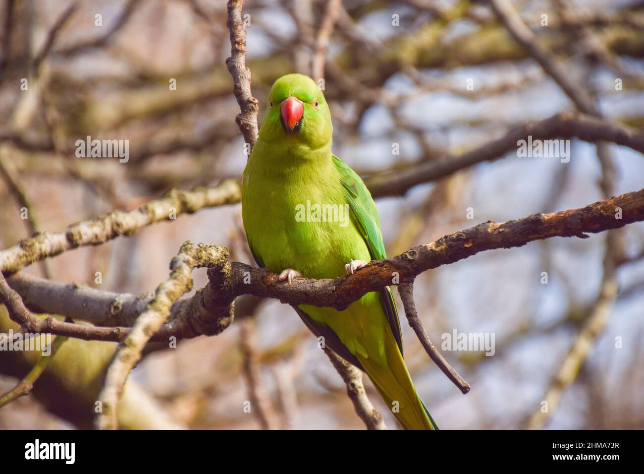 Ein Ringhals-Sittich in einem Park in London, Großbritannien. Stockfoto