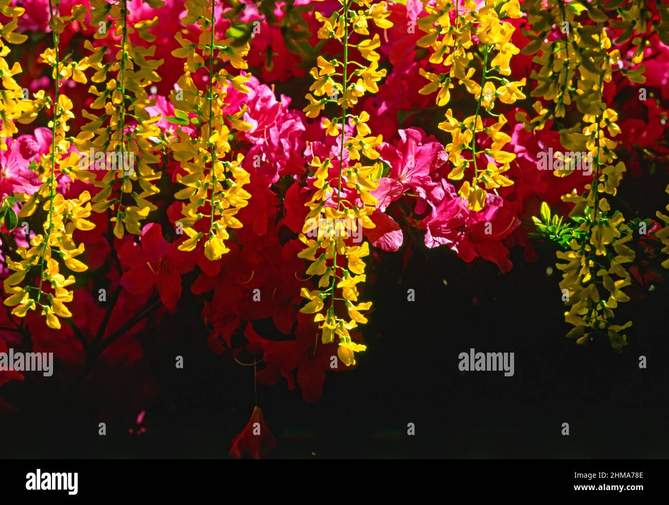 Laburnum und Azaleen, Stockfoto