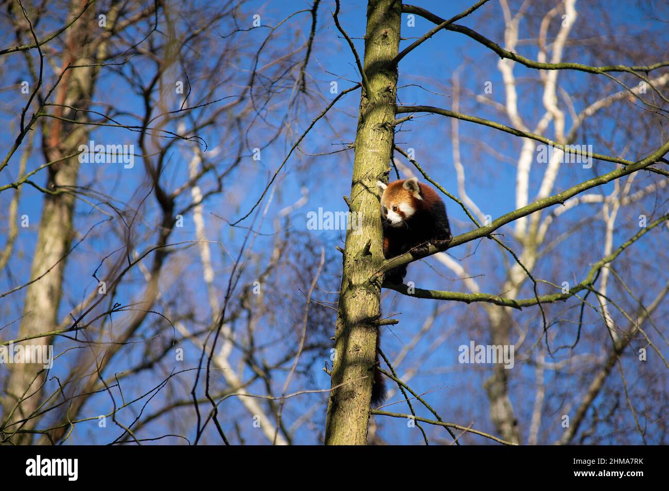Ein gefährdeter roter oder kleiner Panda (ailurus fulgens), der in Gefangenschaft einen Baum klettert Stockfoto