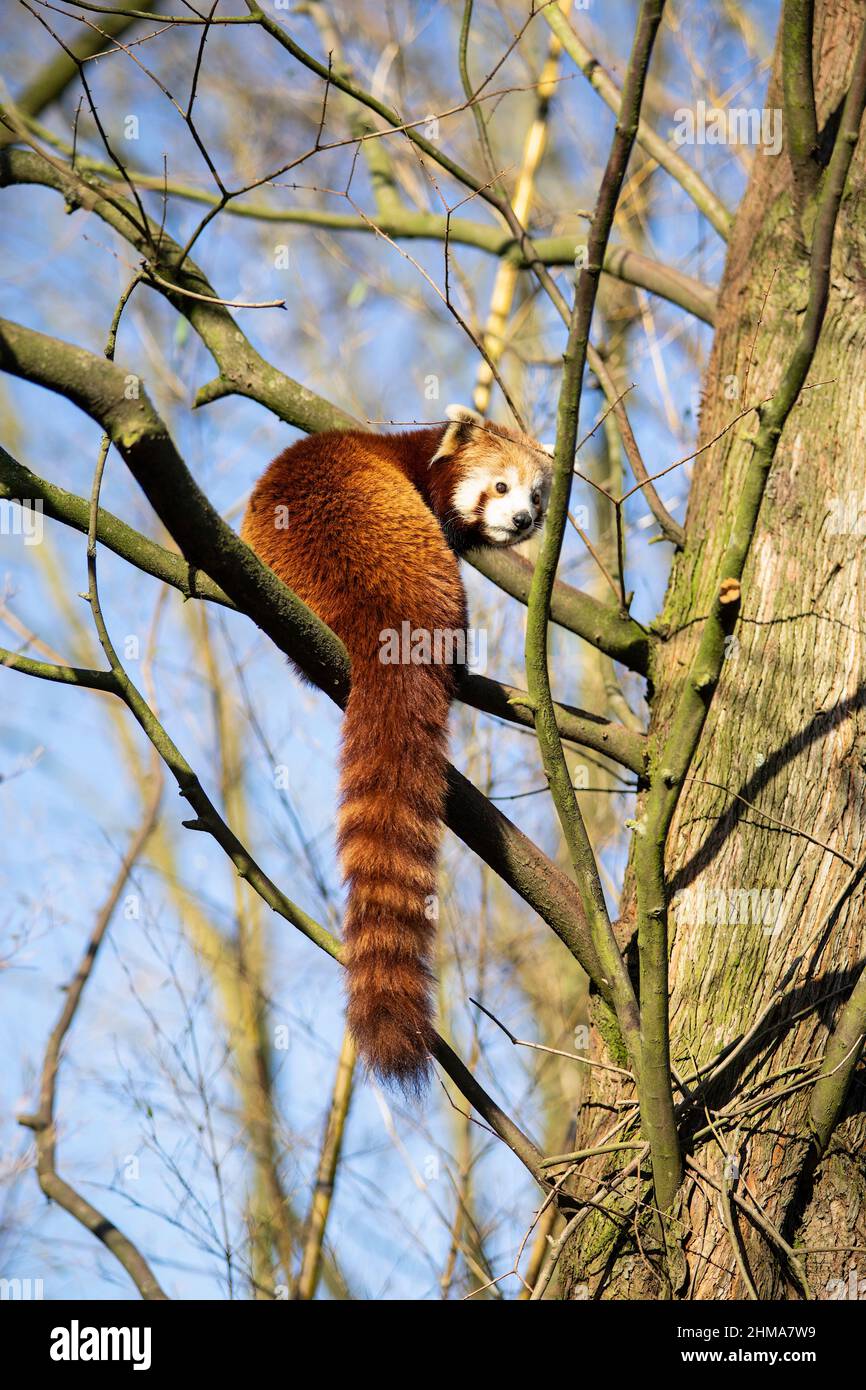 Ein gefährdeter roter oder kleiner Panda (ailurus fulgens), der in Gefangenschaft einen Baum klettert Stockfoto