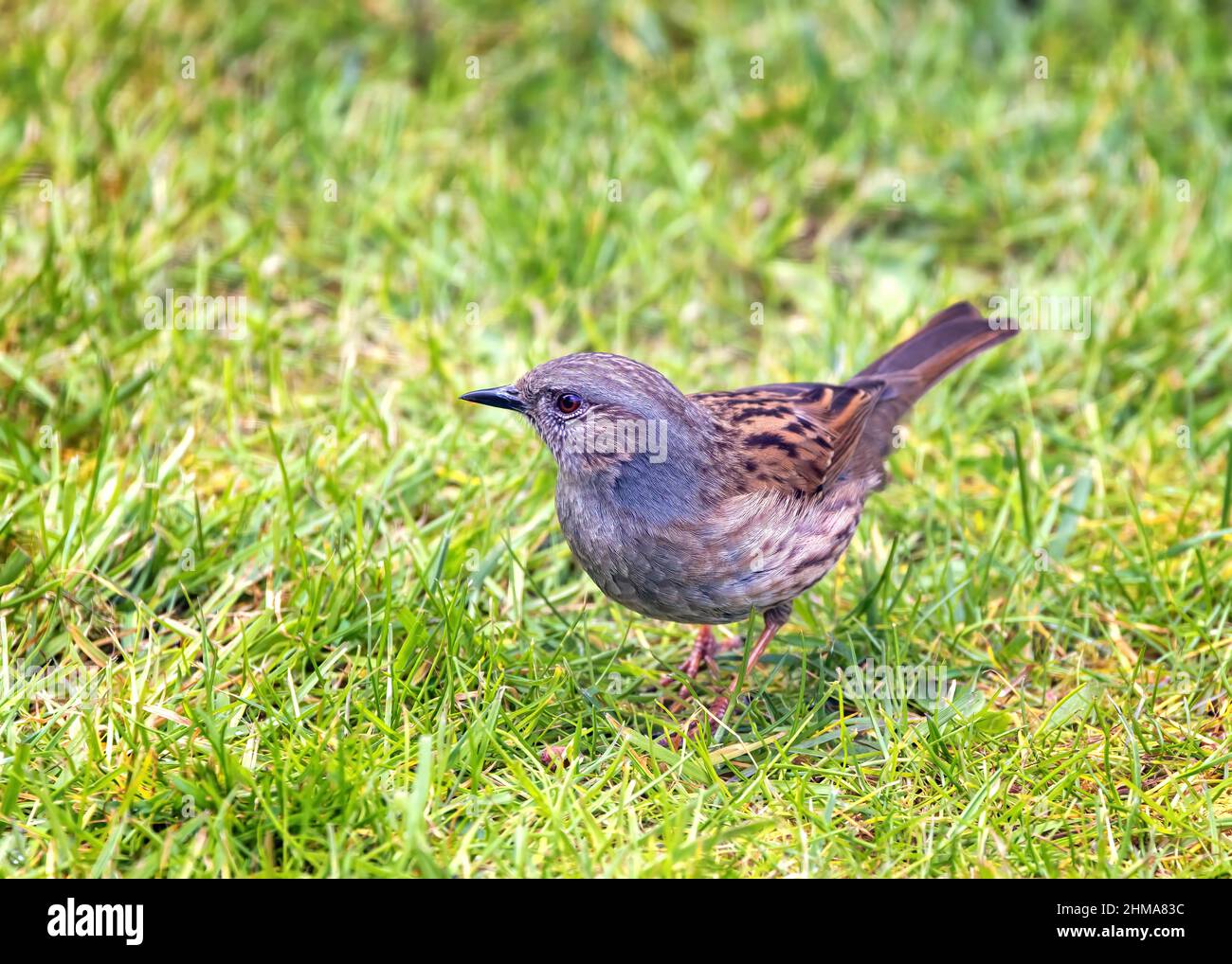 Ein Dunnock, Prunella modularis, auch bekannt als Heckensperling, auf Gras in Hampshire, Großbritannien. Dies ist ein kleiner, schüchterner Vogel, der oft in Parks und Gärten gesehen wird Stockfoto