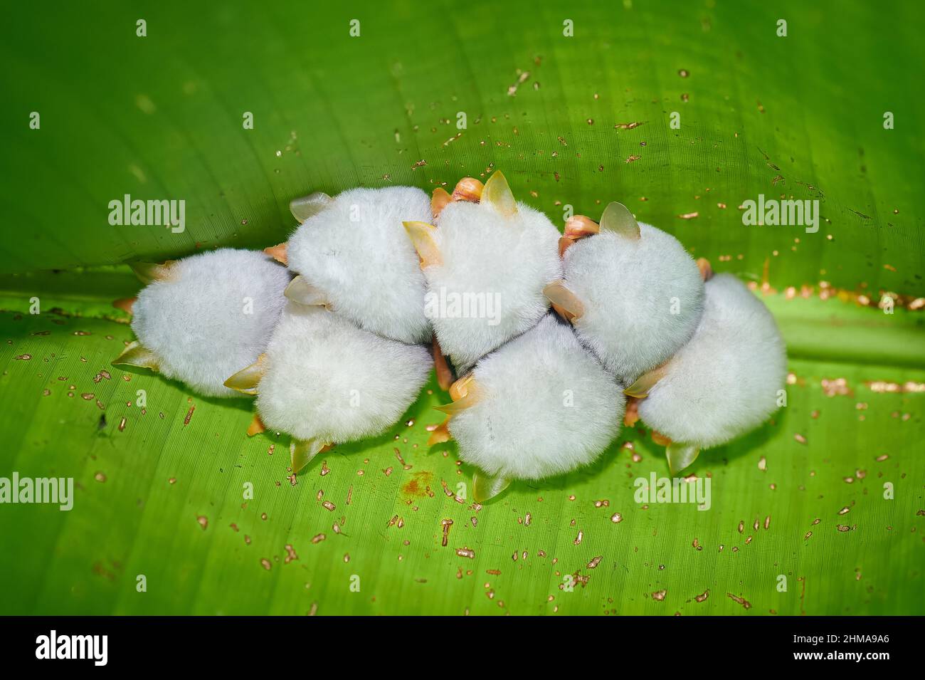 Schlafende weiße Zeltfledermaus oder honduranische weiße Fledermäuse (Ectophylla alba), auch als karibische weiße Zeltfledermaus bezeichnet, Parque Nacional Braulio Carrillo Stockfoto