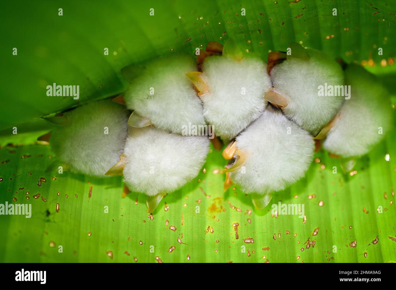 Schlafende weiße Zeltfledermaus oder honduranische weiße Fledermäuse (Ectophylla alba), auch als karibische weiße Zeltfledermaus bezeichnet, Parque Nacional Braulio Carrillo Stockfoto