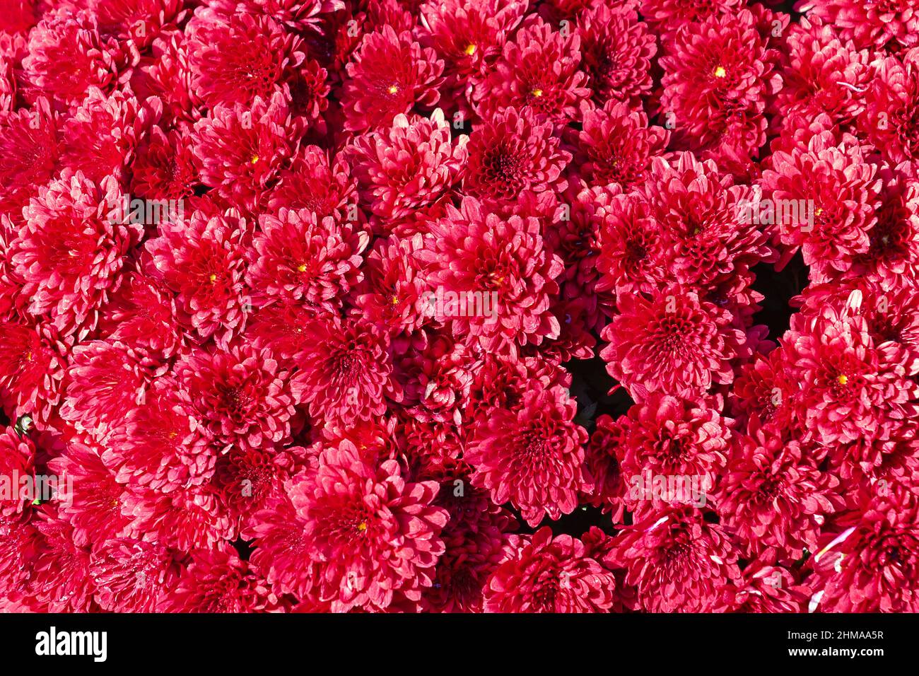 Schöne florale Hintergrund der roten Chrysantheme Blume Stockfoto