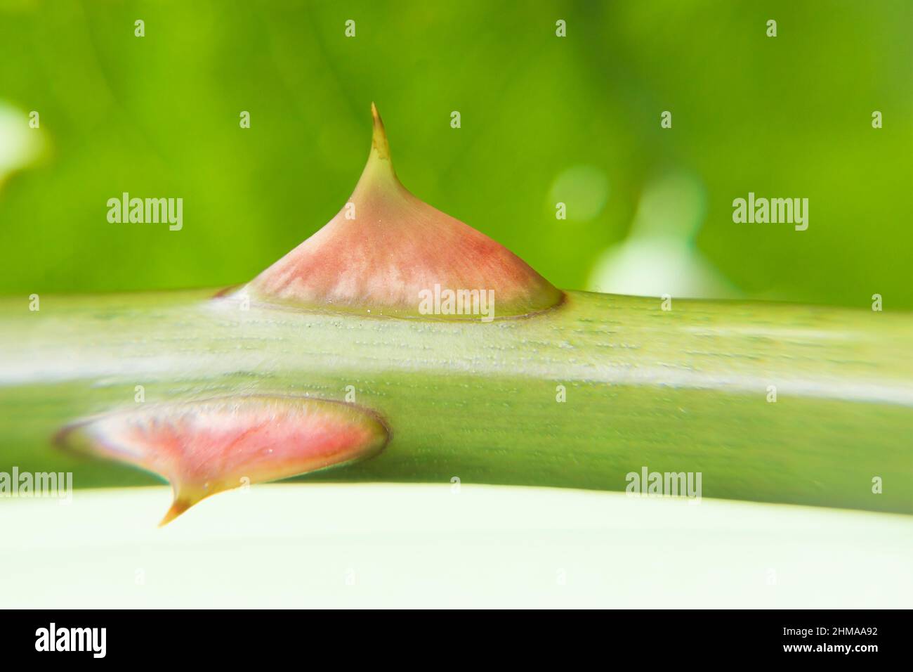 Makroaufnahme von Rosendornen Stockfoto