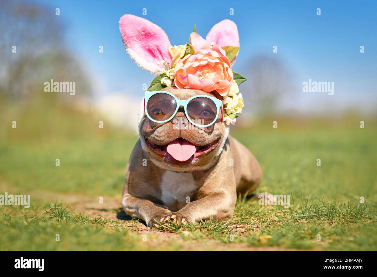 Lustige Osterhase Französisch Bulldog Hund verkleidet mit Kaninchenohren Stirnband mit Blumen und Sonnenbrille Stockfoto