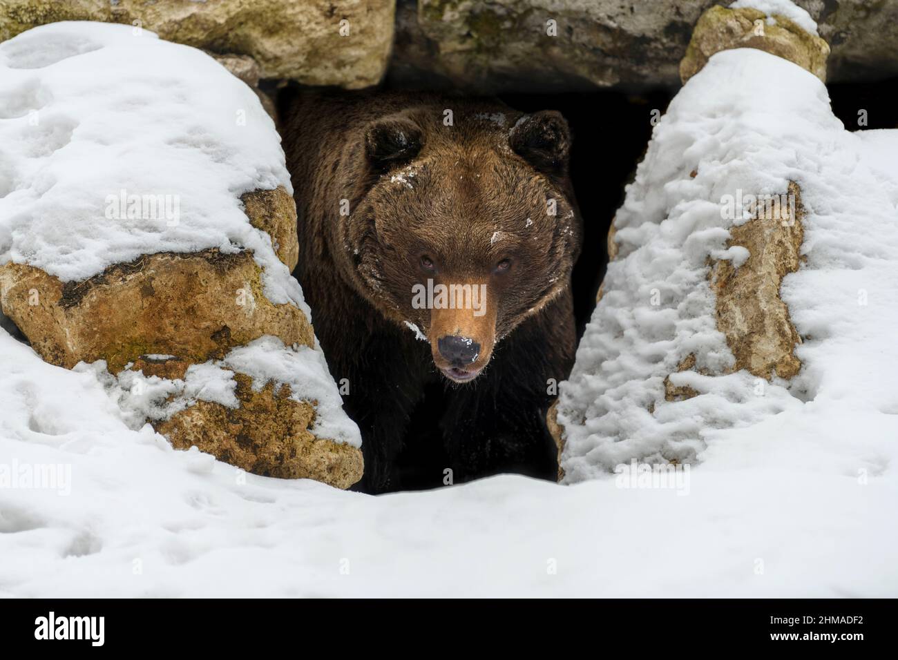 Braunbär (Ursus arctos) schaut aus seiner Höhle im Wald unter einem großen Felsen im Winterzinken Stockfoto