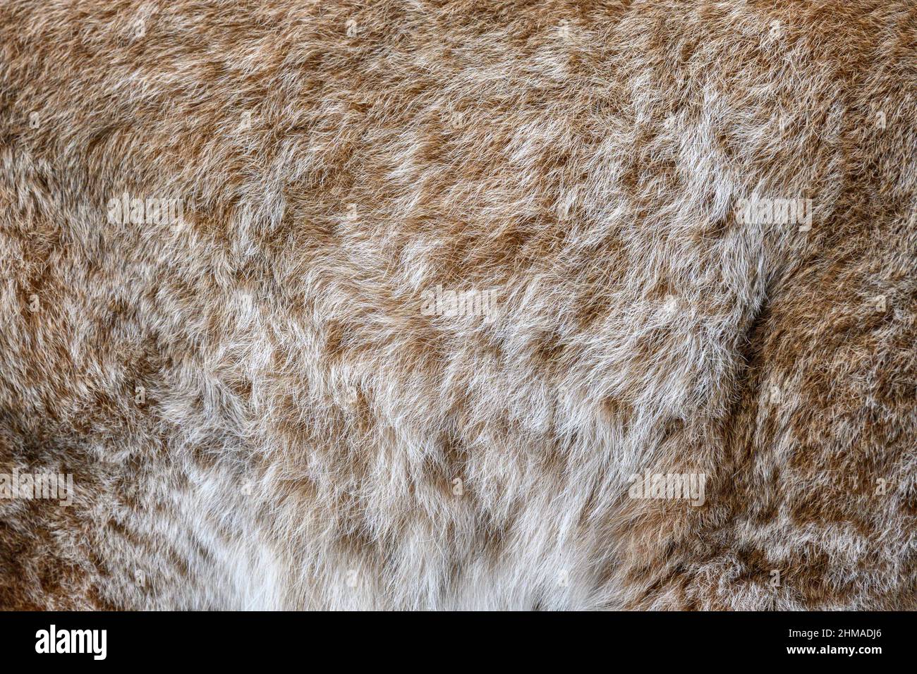 Lynx Muster Design. Echte Fellhaut Textur. Tierdruck Muster Kachel Hintergrund Stockfoto