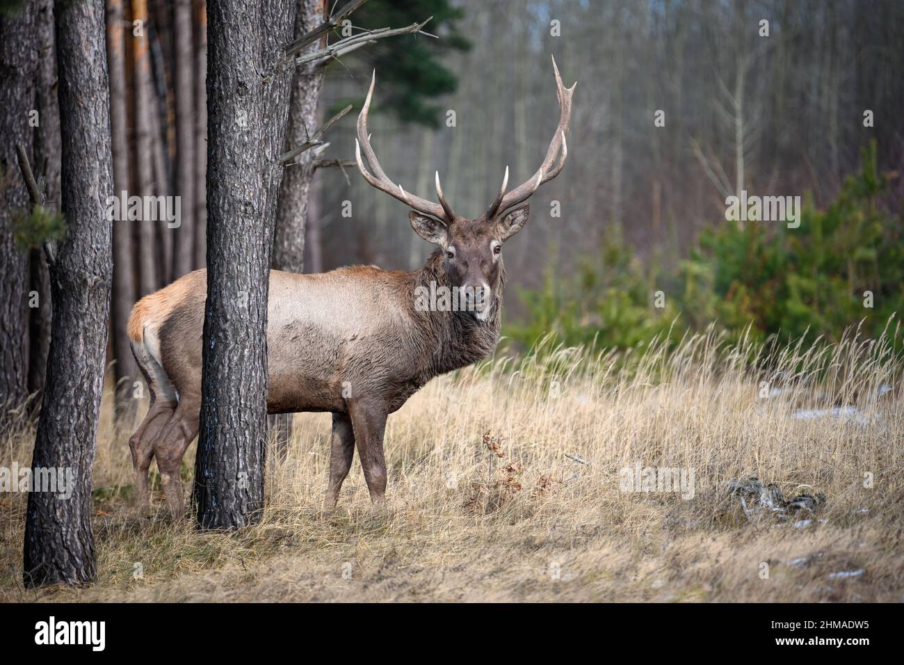 Ausgewachsener Hirsch auf einem Waldhintergrund. Tier in natürlichem Lebensraum. Wildtierszene Stockfoto