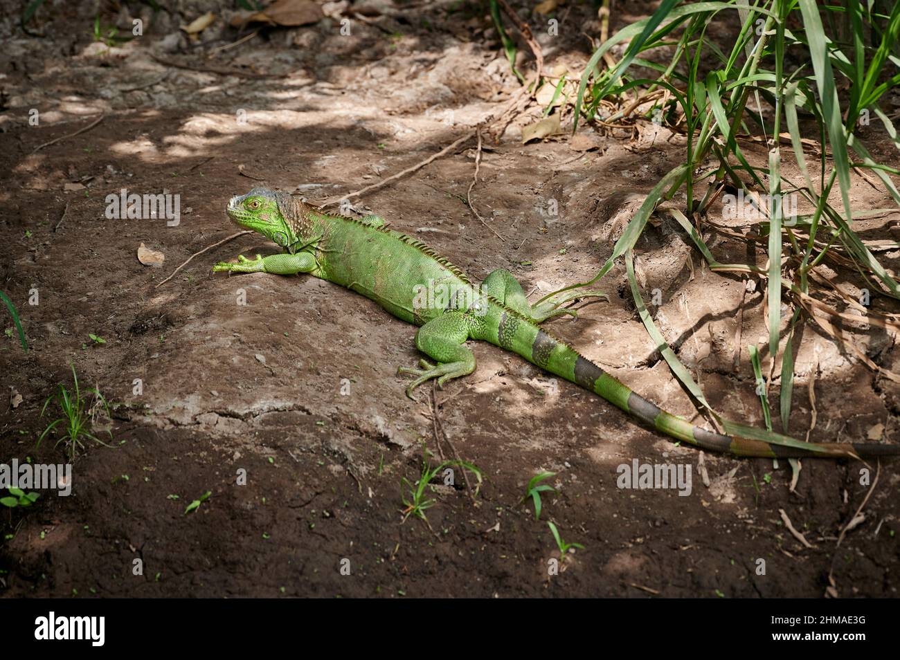 Green Leguana (Iguana Leguana), Rio Bebedero, Costa Rica, Mittelamerika Stockfoto